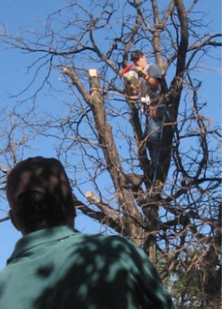 Amarillo tree service